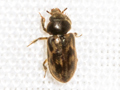 Heterocerus fenestratus
